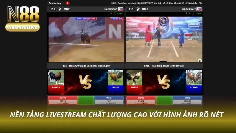 Màn hình livestream đá gà chất lượng cao