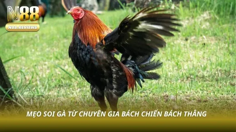 Chuyên gia phân tích chiến kê trước trận đấu